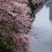 外堀桜景色9