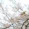 桜と空