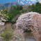 沓掛峠の山桜1