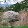 沓掛峠の山桜2