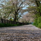 桜の絨毯