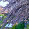 残桜