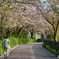 桜道