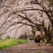 Sakura walk ～爛漫～