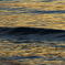 Glassy 