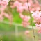 しだれ桜