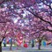 桜の下で遊ぶ子供達