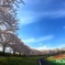桜満開