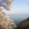 琵琶湖と桜  海津大崎付近