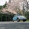 桜の木の下で・・・