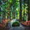 Mysterious forest