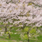 桜トンネル