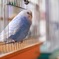 インコちゃん