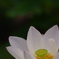 法金剛院の蓮その３