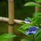 紫陽花