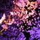 高田城:夜桜