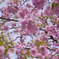 sakura_枝垂れ桜