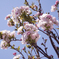 sakura_天の川