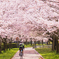 桜9