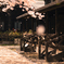 桜10
