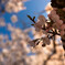 -桜の季節 2nd-