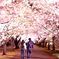 桜並木でふたり