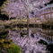 夜桜と池