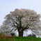 醍醐桜　2017　1