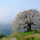 醍醐桜　2017　2