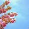 牡丹桜