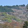 吉野桜