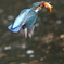 カワセミ