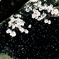 桜吹雪