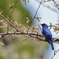 青い鳥