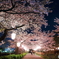 桜満開②