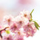 八重桜
