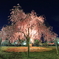 枝垂夜桜