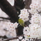 もう桜の季節は終わったけれど