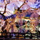 弘前 夜桜