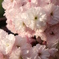 八重桜 満開  Ⅳ