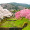 cherry blossoms are in bloom#1