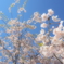 越後丘陵公園:桜