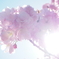 越後丘陵公園:桜