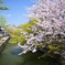 美観地区　桜