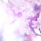 春の便り IV