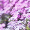 芝桜