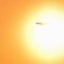 夕飛
