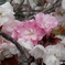 八重桜の紅白