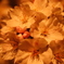 photo_6653859