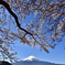 河口湖桜まつり